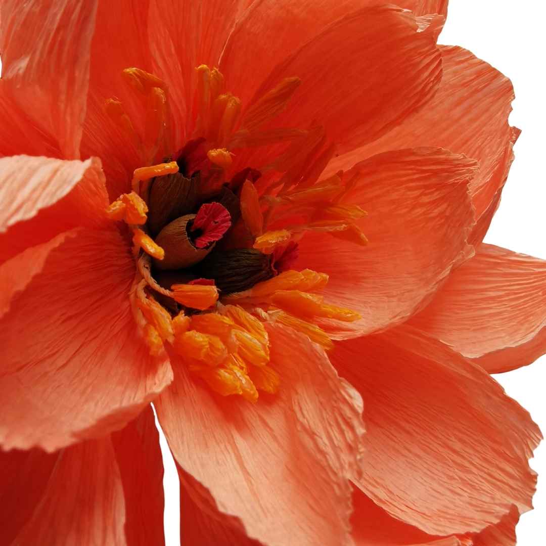Paper Coral Charm Peony Kit